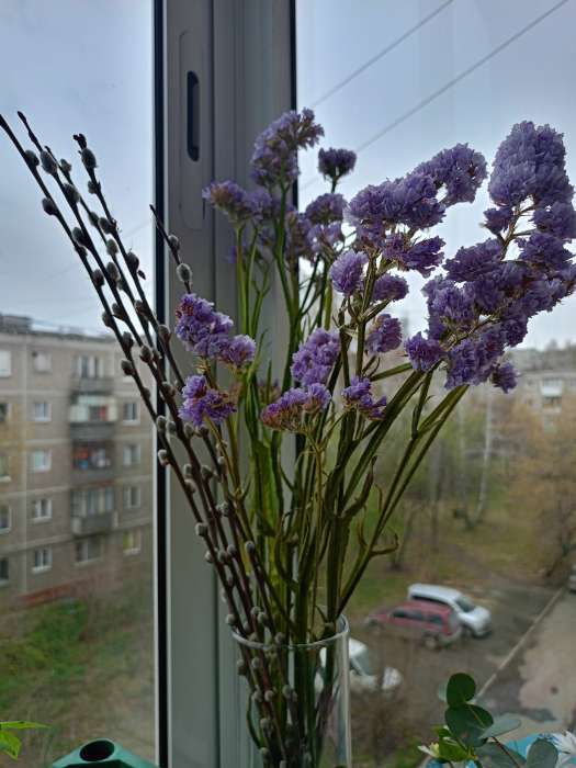 Фотография покупателя товара Семена цветов Статица "Суприм карминная", 0,15 г - Фото 1
