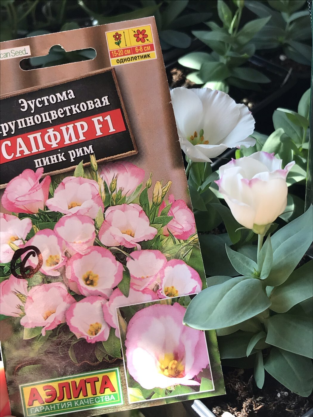 Фотография покупателя товара Семена цветов Эустома "Сапфир" Пинк Рим, крупноцветковая, 5 шт - Фото 3