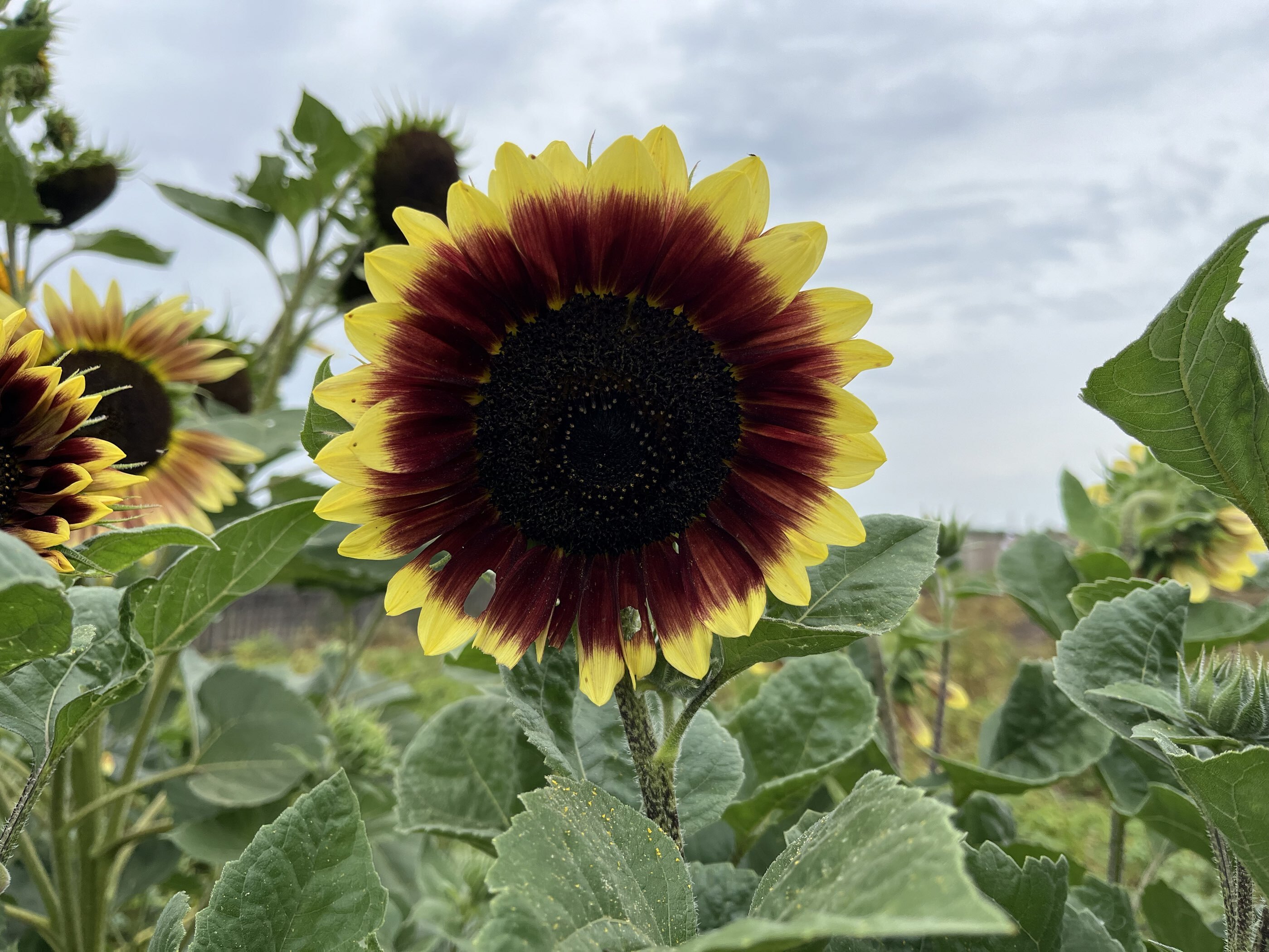 Фотография покупателя товара Семена цветов Подсолнечник "Смесь", 10 шт - Фото 2