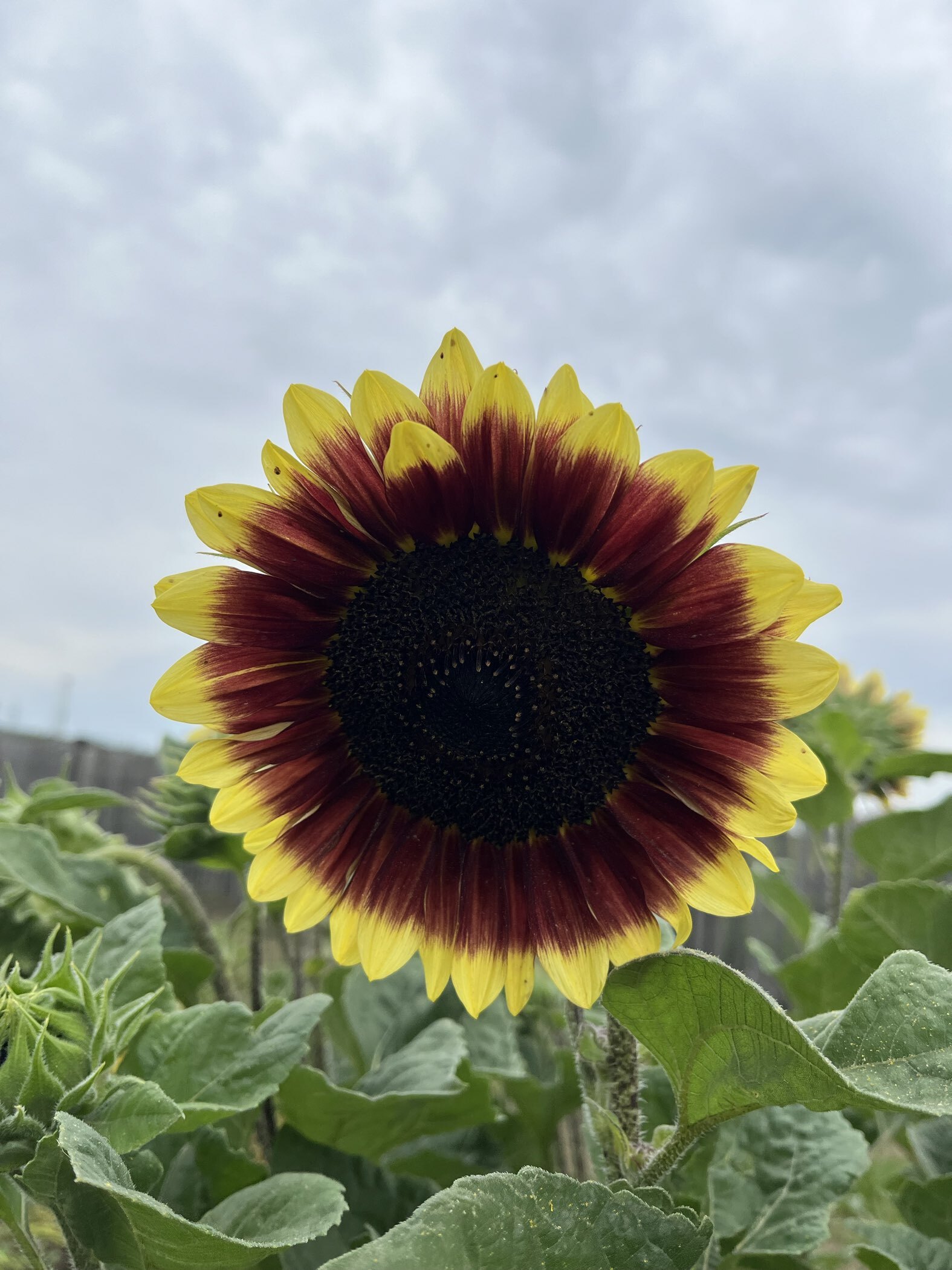 Фотография покупателя товара Семена цветов Подсолнечник "Смесь", 10 шт - Фото 3