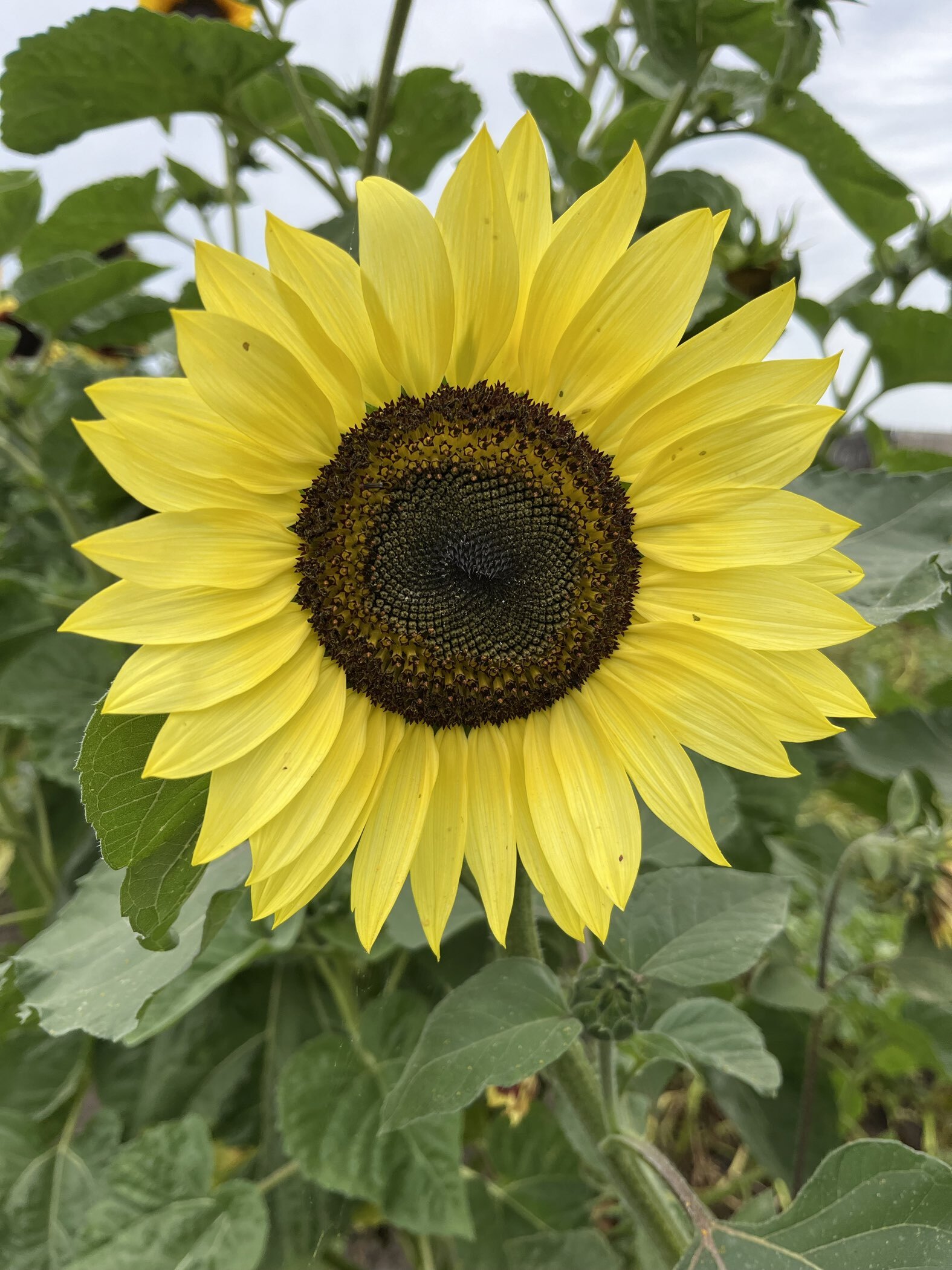 Фотография покупателя товара Семена цветов Подсолнечник "Смесь", 10 шт - Фото 4