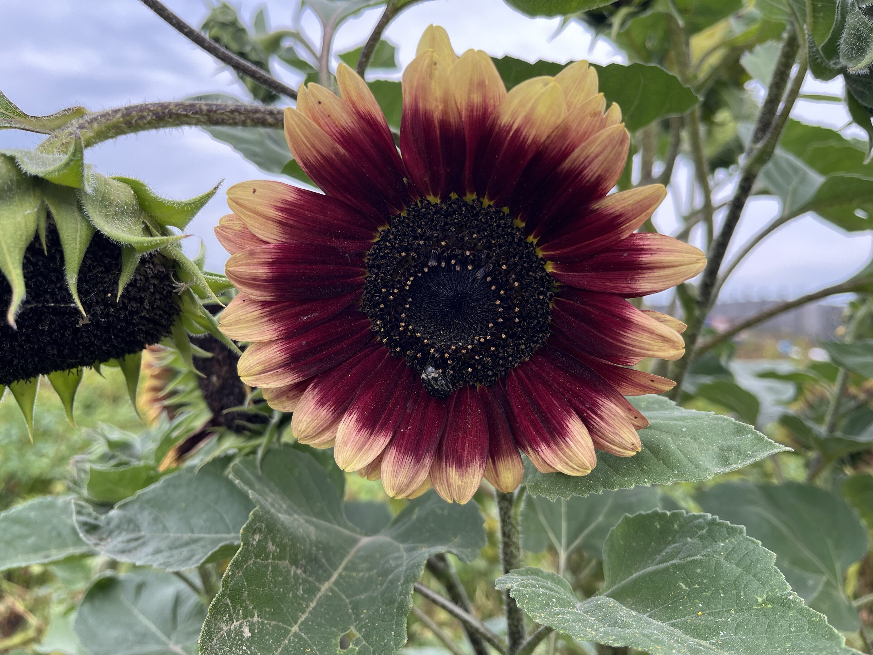 Фотография покупателя товара Семена цветов Подсолнечник "Смесь", 10 шт - Фото 6