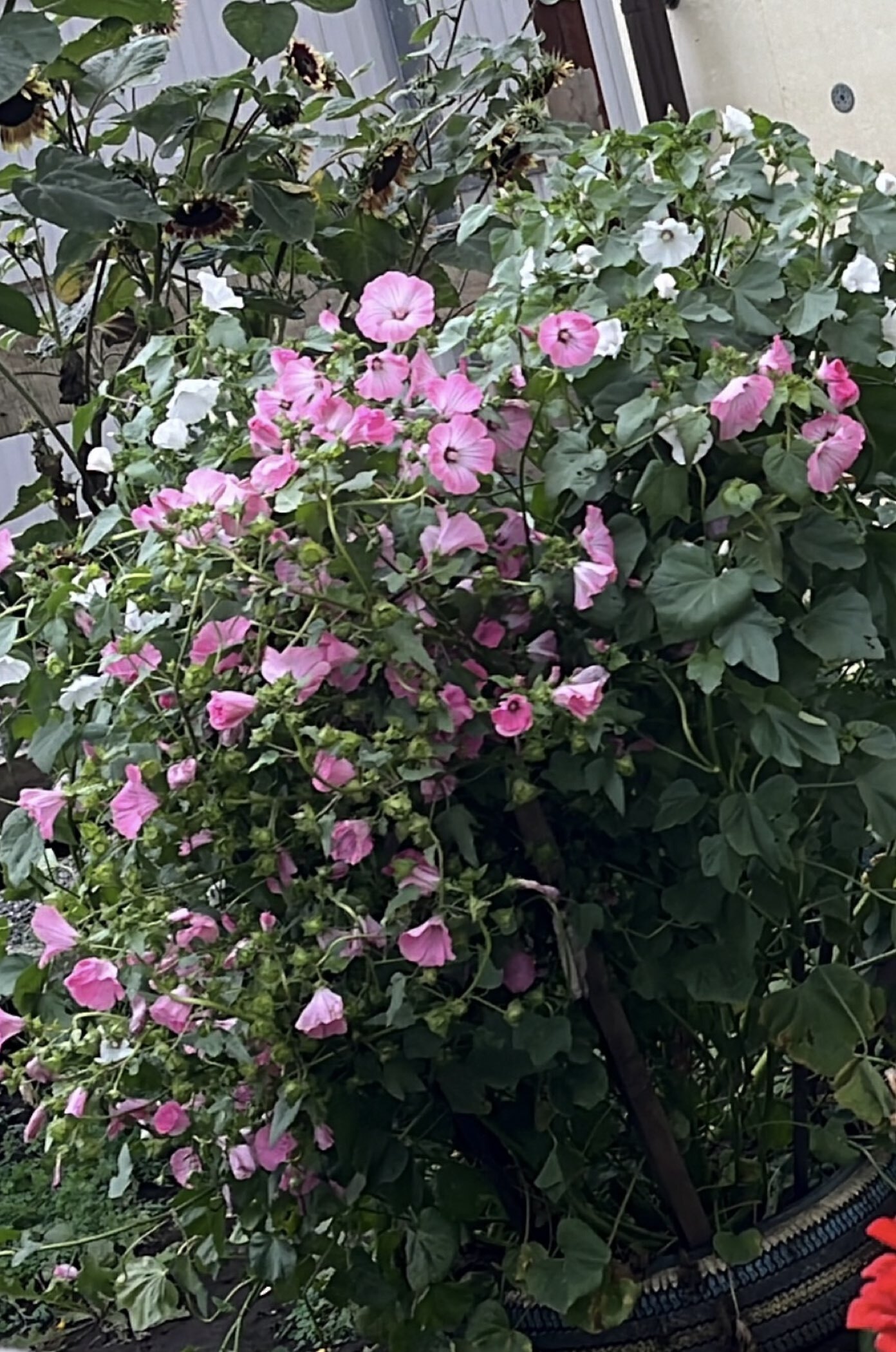 Фотография покупателя товара Семена цветов Лаватера "Садовая роза" смесь, серия Кольчуга, О, 0,3 г - Фото 1