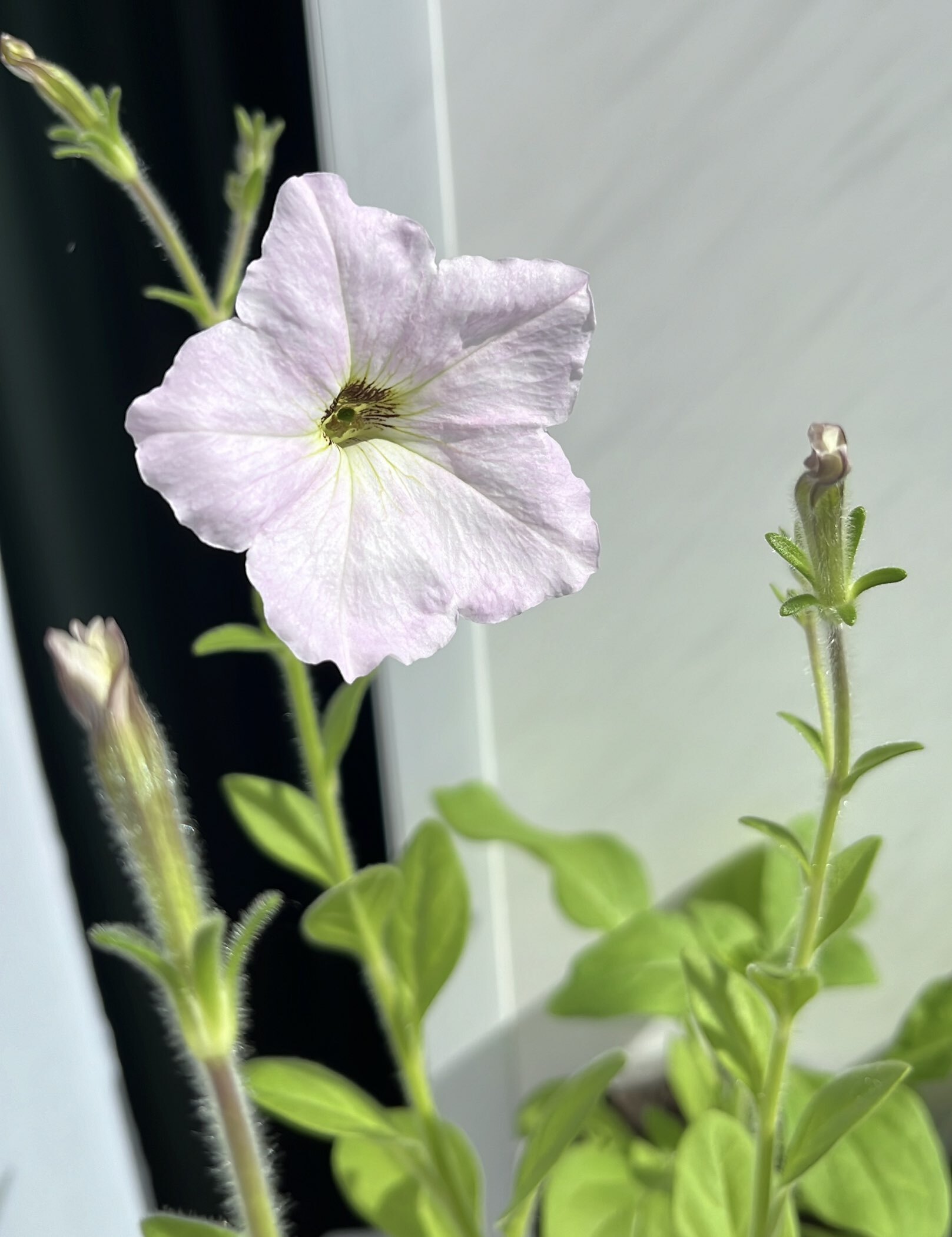 Фотография покупателя товара Семена цветов Петуния "Ампельная", смесь окрасок,0,1 г