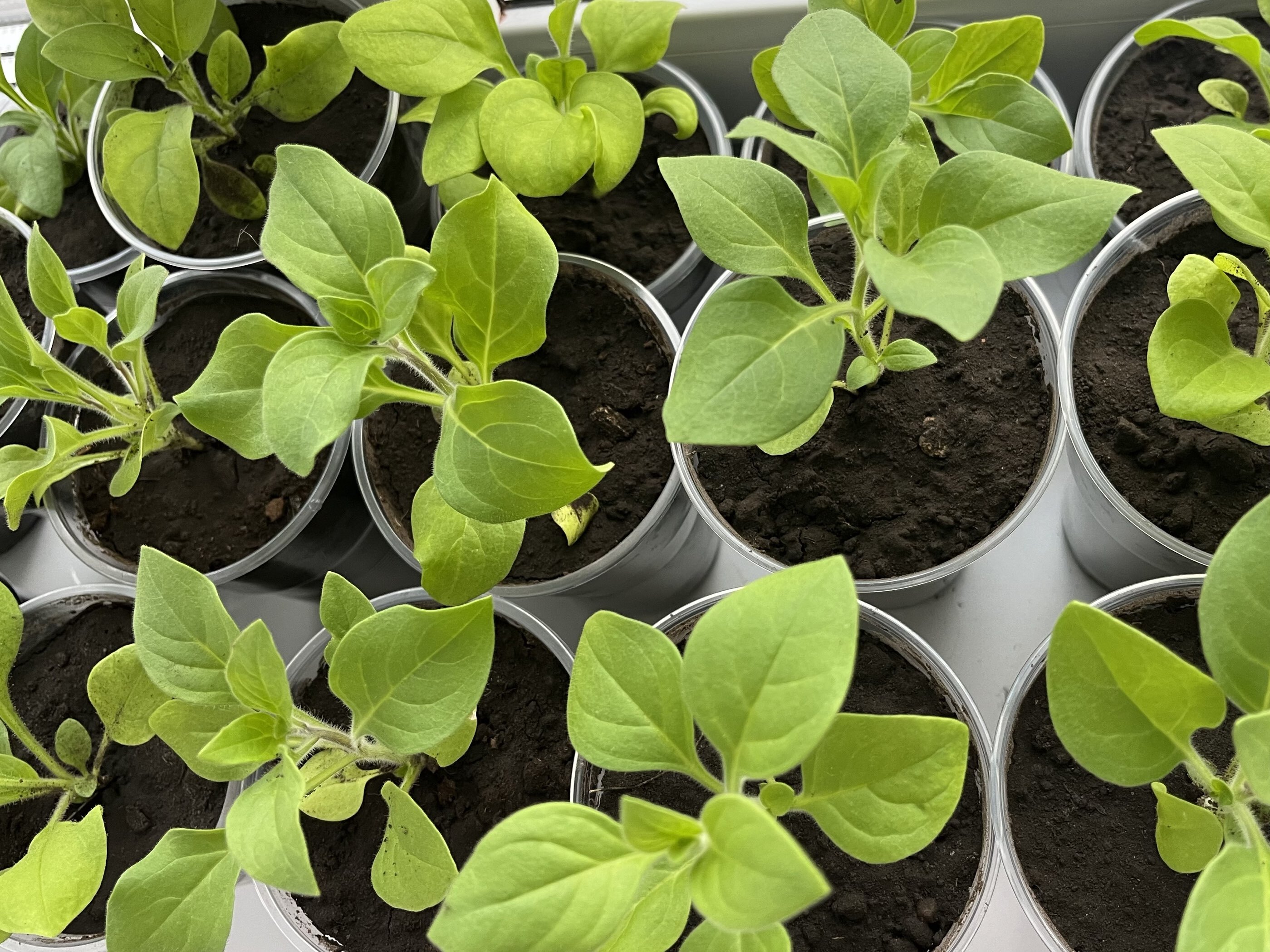 Фотография покупателя товара Семена цветов Петуния "Ампельная", смесь окрасок,0,1 г