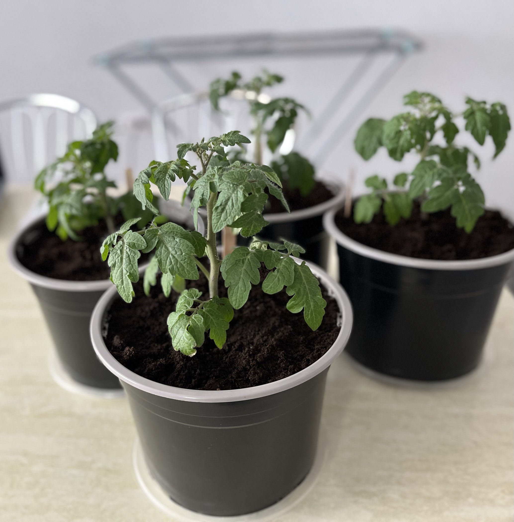 Фотография покупателя товара Семена томат «Балконное чудо», цветной пакет, детерминантный, низкорослый, 0.1 г - Фото 6