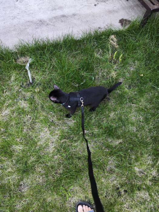 Фотография покупателя товара Шлейка дышащая с поводком и светоотражающей нашивкой, M, ОШ 33, ОГ 32-43, красная - Фото 1