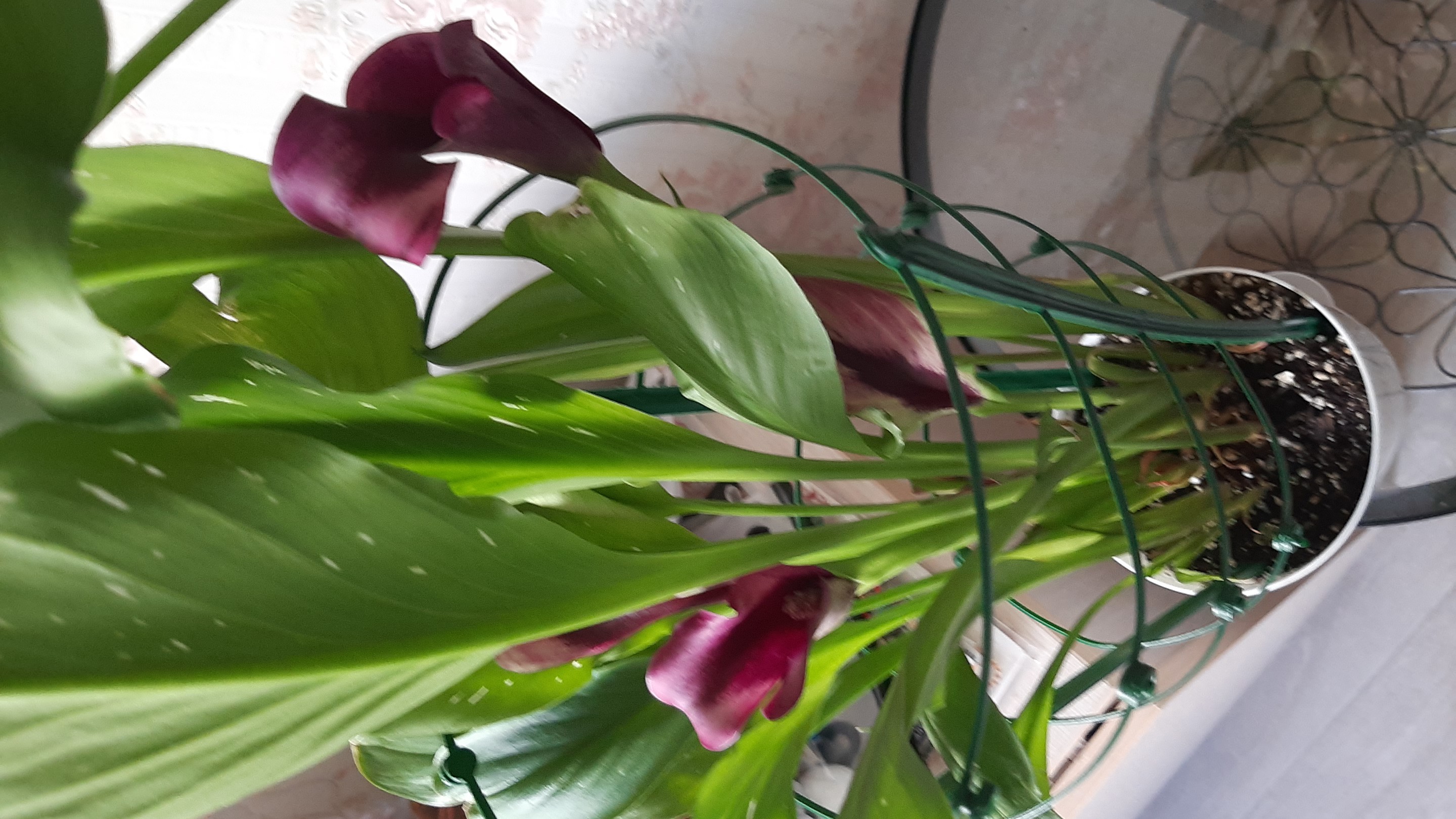 Фотография покупателя товара Поддержка для растений, h = 40,5 см, цвет МИКС - Фото 6