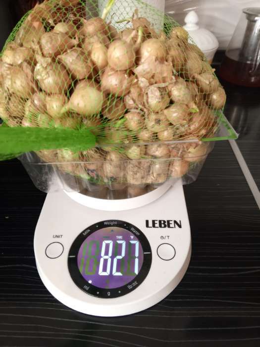 Фотография покупателя товара Лук севок Штутгартен ризен , р-р 18-21 1 кг, Весна 2025 - Фото 4