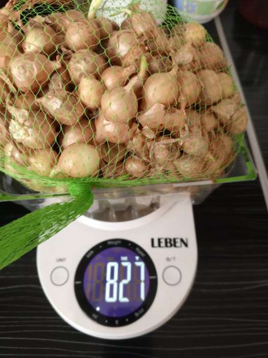 Фотография покупателя товара Лук севок Штутгартен ризен , р-р 18-21 1 кг, Весна 2025 - Фото 5
