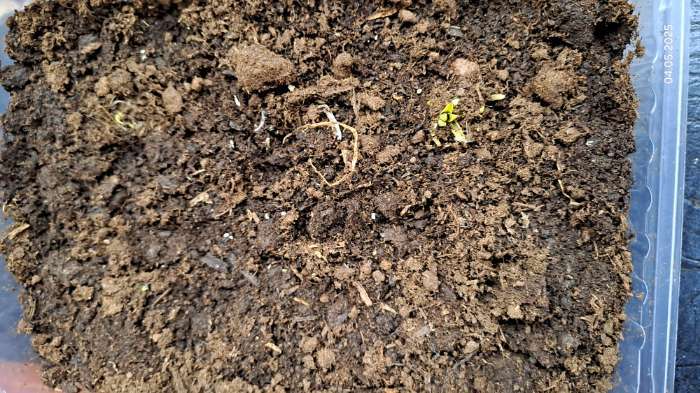 Фотография покупателя товара Лиатрис колосковый Альба, луковицы в пакете с перфорацией, 10 шт., р-р 8/10 - Фото 1