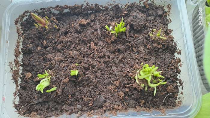 Фотография покупателя товара Лиатрис колосковый Альба, луковицы в пакете с перфорацией, 10 шт., р-р 8/10 - Фото 2