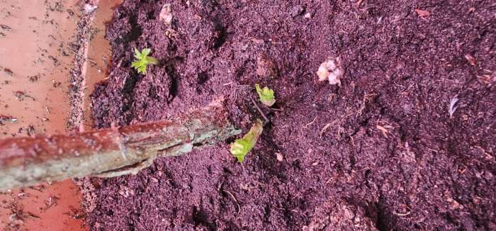 Фотография покупателя товара Малина традиционные сорта "Блэк Джевел ", 1 шт, туба, Весна 2025 - Фото 1