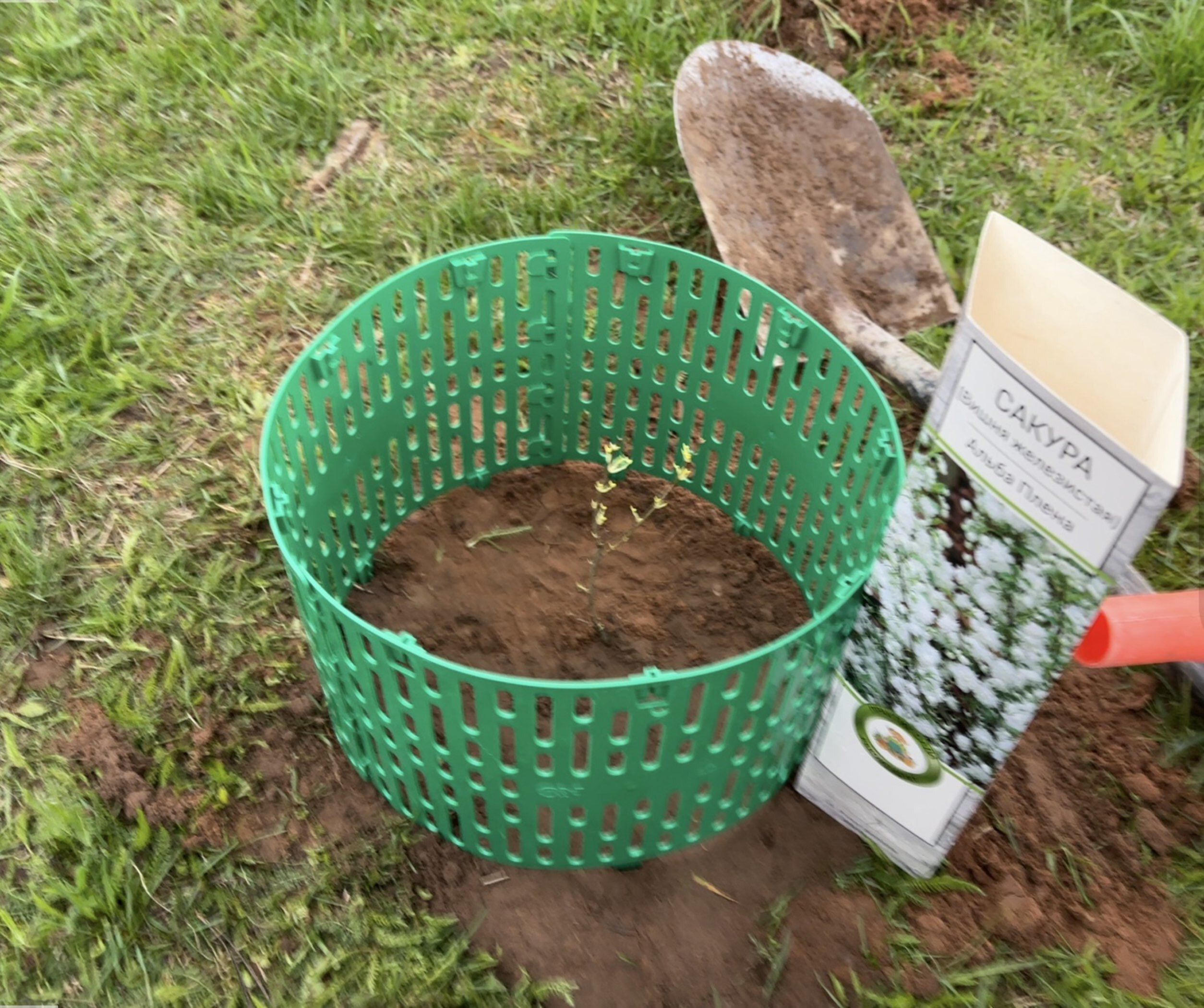 Фотография покупателя товара Сакура (Вишня декоративная) "Альба Плена", 1 шт, туба, Весна 2025 - Фото 1