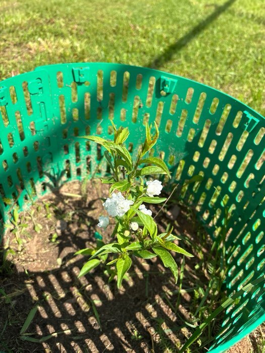 Фотография покупателя товара Сакура (Вишня декоративная) "Альба Плена", 1 шт, туба, Весна 2025 - Фото 2