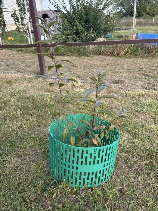 Фотография покупателя товара Сакура (Вишня декоративная) "Альба Плена", 1 шт, туба, Весна 2025 - Фото 3