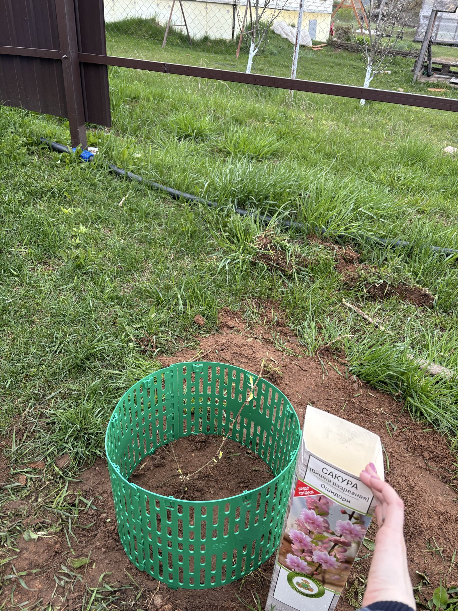Фотография покупателя товара Сакура (Вишня декоративная) "Ошидори", 1 шт, туба, Весна 2025 - Фото 4