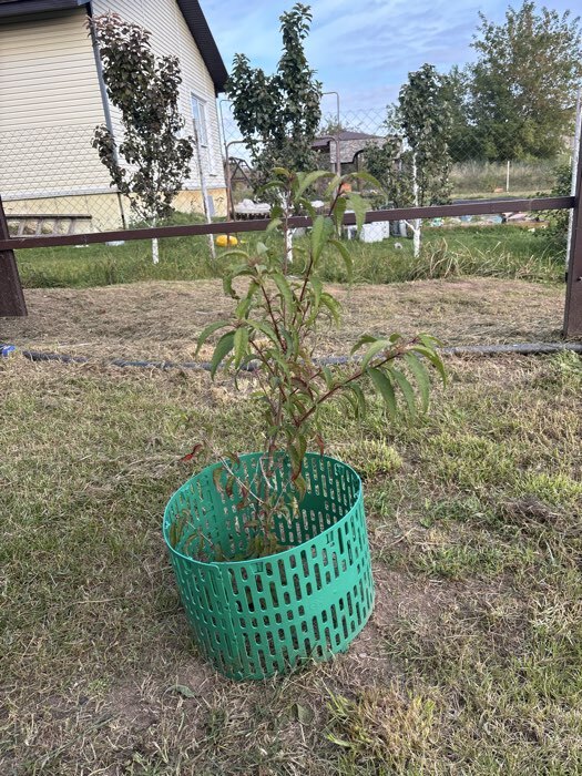 Фотография покупателя товара Сакура (Вишня декоративная) "Ошидори", 1 шт, туба, Весна 2025 - Фото 5