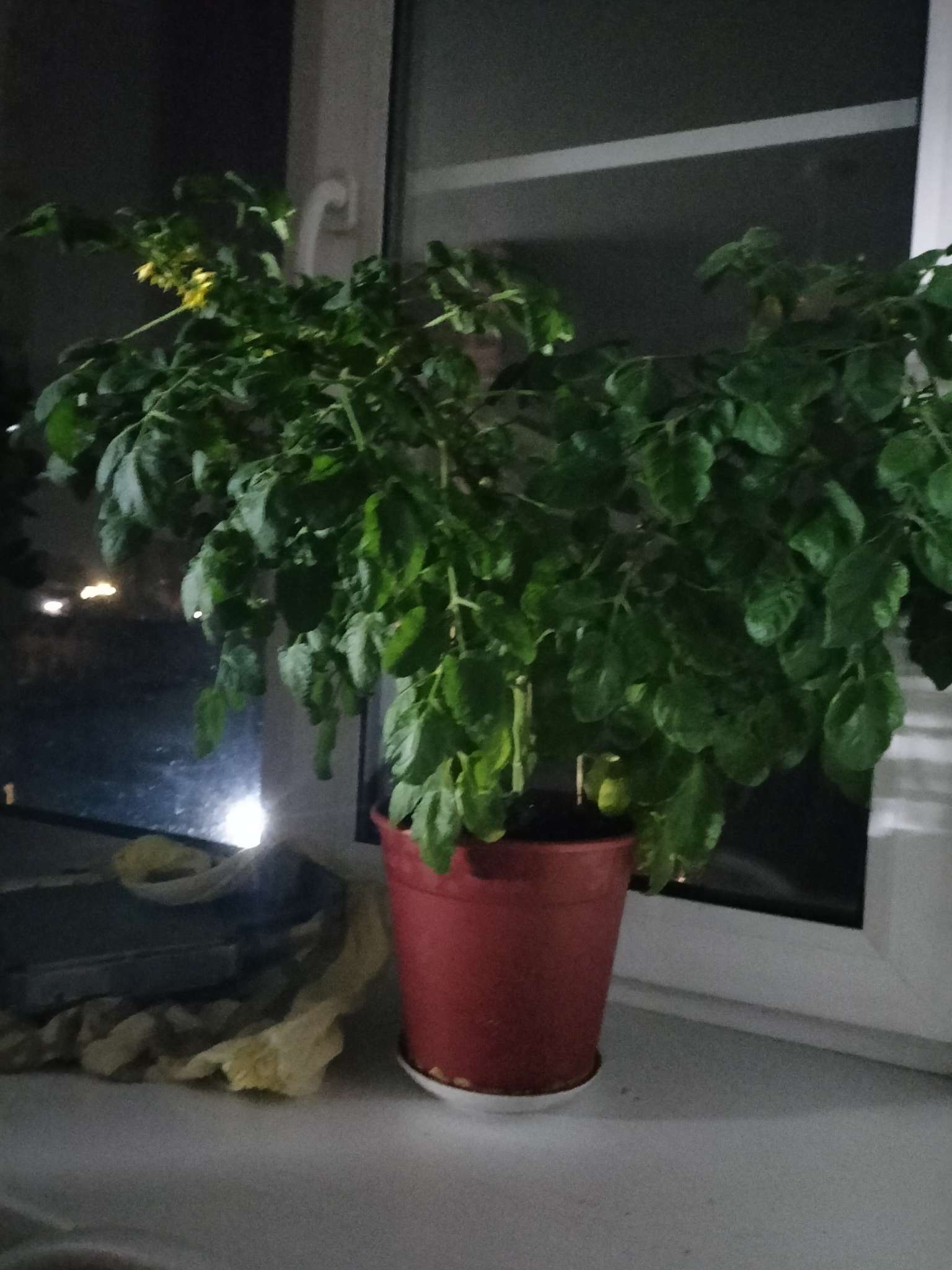 Фотография покупателя товара Семена Томат комнатный балконный «Минибел», детерминантный, низкорослый,15 шт., «Дом семян» - Фото 1