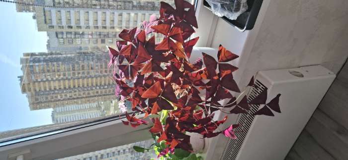 Фотография покупателя товара Кашпо для цветов со вставкой «Линель», 2.7 л, d=16 см, h=16 см, пластик, белое - Фото 5