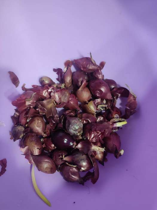 Фотография покупателя товара Лук севок Кармен , р-р 18-21, 0,5 кг, Весна 2025 - Фото 6