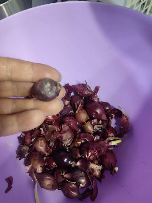 Фотография покупателя товара Лук севок Кармен , р-р 18-21, 0,5 кг, Весна 2025 - Фото 7