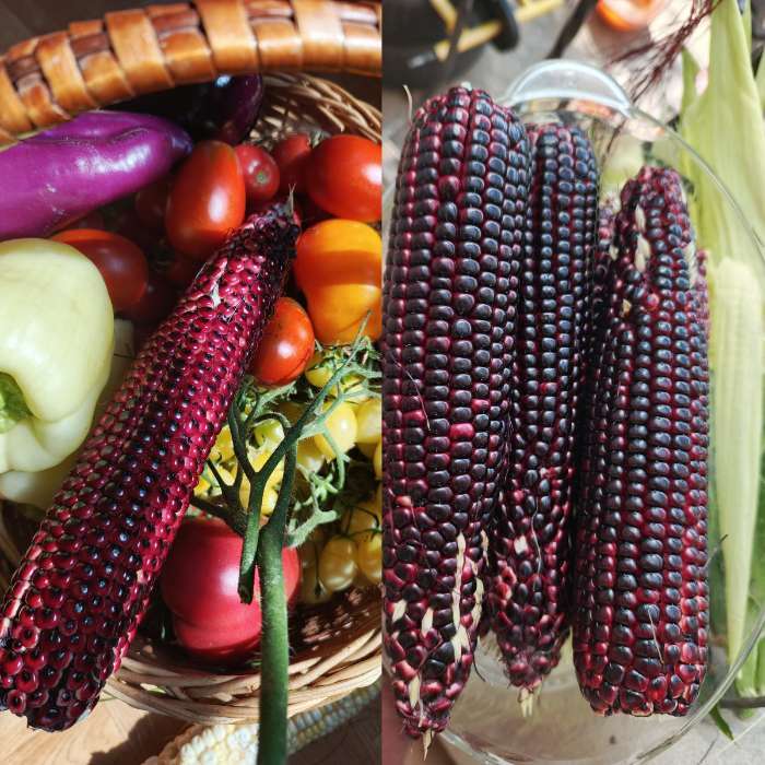 Фотография покупателя товара Семена Кукуруза сахарная «Чёрное золото», F1, 5 шт., «Аэлита» - Фото 4