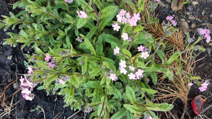 Фотография покупателя товара Семена цветов Незабудка "Лесная полянка", ц/п,  0,05 г - Фото 1