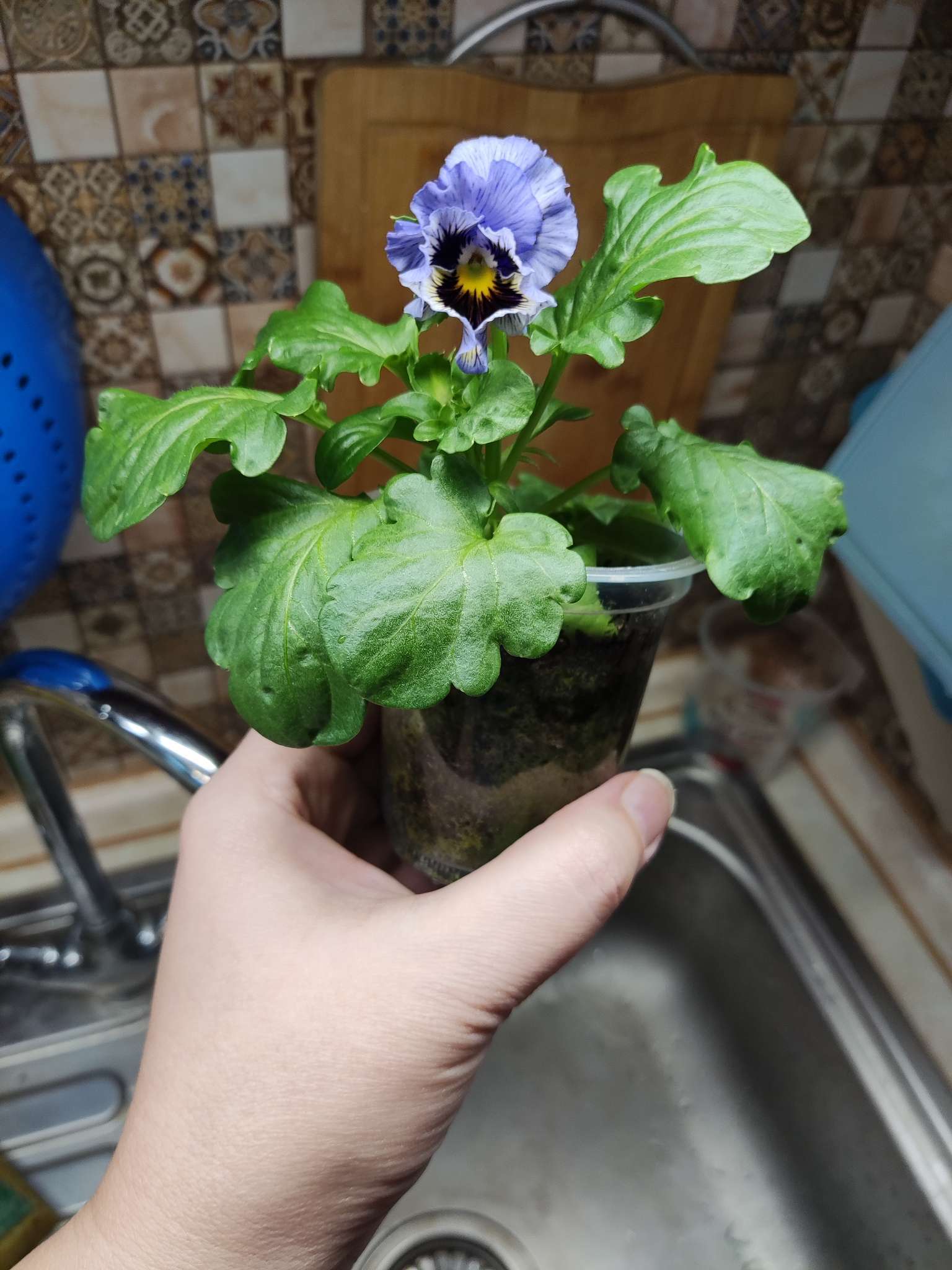 Фотография покупателя товара Семена Виола "Махровое кружево", ц/п,  триколор, F1, 4 шт - Фото 2