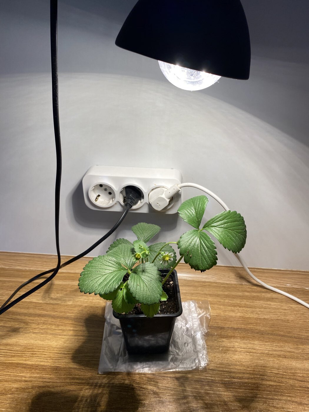 Фотография покупателя товара Фитолампа для растений Luazon Lighting, светодиодная, А60, E27, 12 Вт, IP44, 220 В, 270°, мультиспектральная - Фото 12