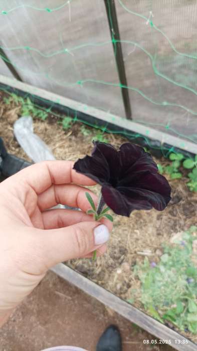 Фотография покупателя товара Семена цветов Петуния "Черная вишня" F1 многоцветковая, О, гранулы, пробирка, ц/п,4 шт. - Фото 9