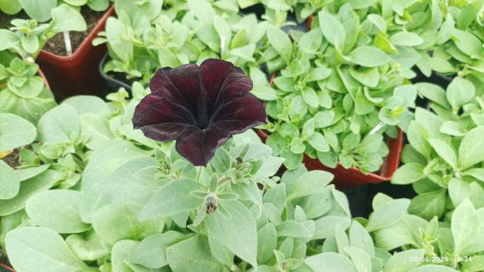 Фотография покупателя товара Семена цветов Петуния "Черная вишня" F1 многоцветковая, О, гранулы, пробирка, ц/п,4 шт. - Фото 10