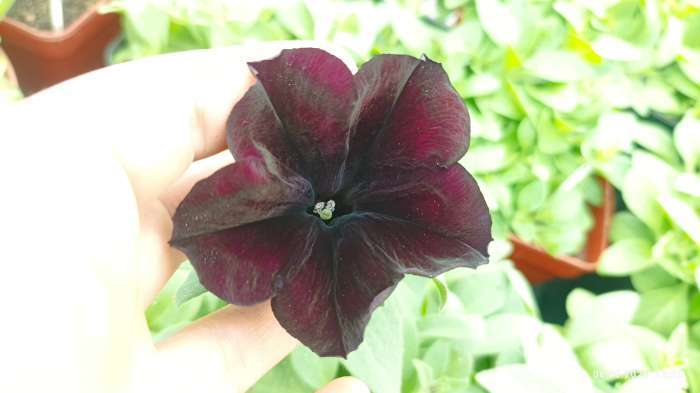 Фотография покупателя товара Семена цветов Петуния "Черная вишня" F1 многоцветковая, О, гранулы, пробирка, ц/п,4 шт. - Фото 11