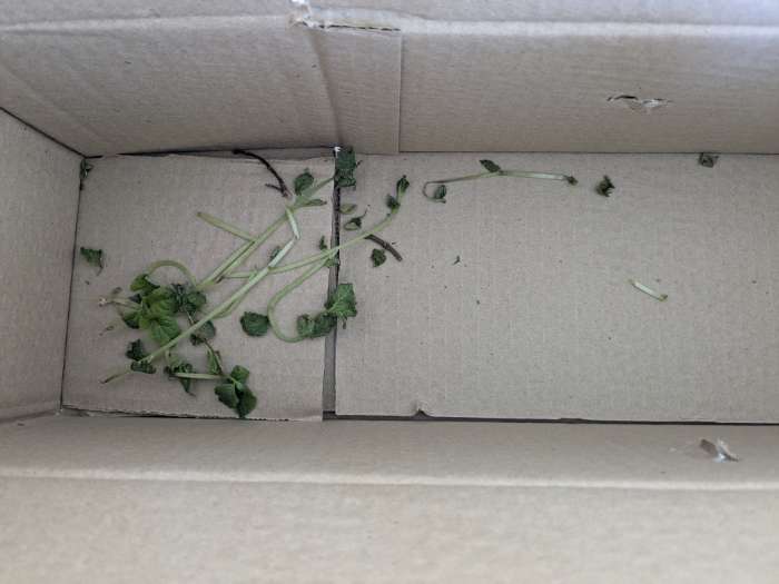 Фотография покупателя товара Гортензия метельчатая Люкс «Сандей Фрайз », саженец декоративный, цветущий, 1 шт., туба - Фото 27