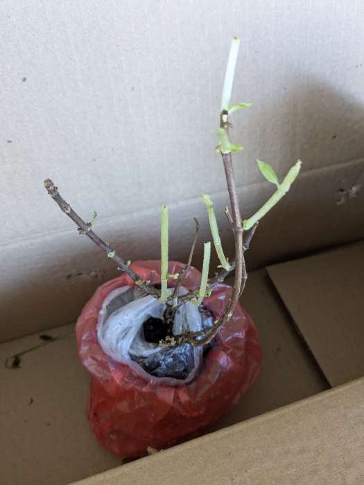 Фотография покупателя товара Гортензия метельчатая Люкс «Сандей Фрайз », саженец декоративный, цветущий, 1 шт., туба - Фото 26