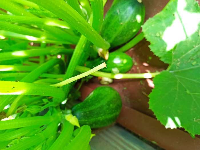 Фотография покупателя товара Семена Патиссон Звездная россыпь" "Лидер", смесь, 1 г , - Фото 13