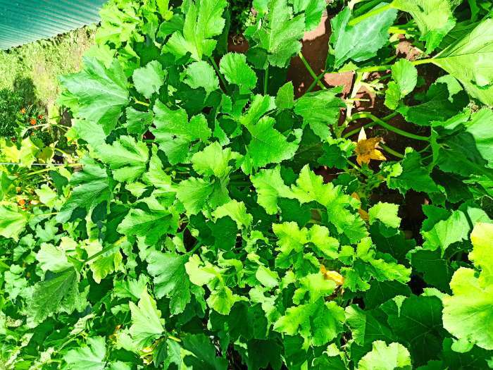 Фотография покупателя товара Семена Патиссон Звездная россыпь" "Лидер", смесь, 1 г , - Фото 14