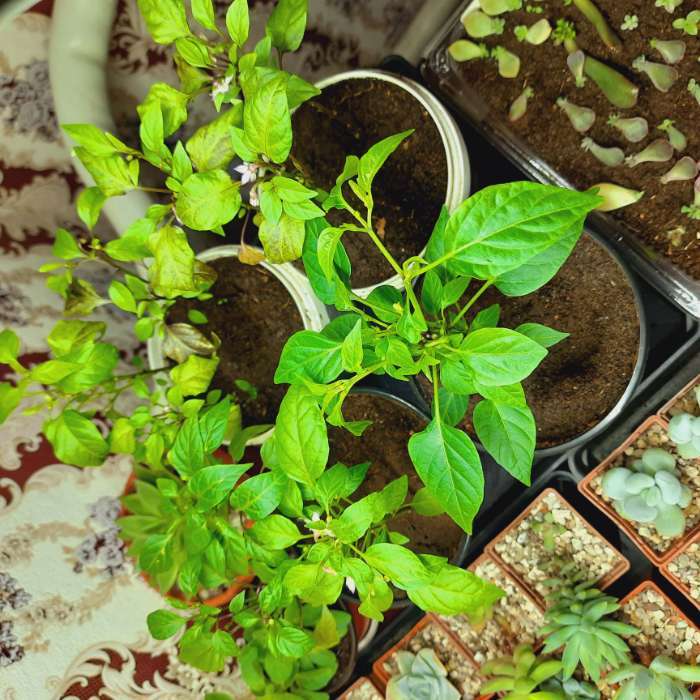 Фотография покупателя товара Семена цветов Перец «Аладдин», декоративный, «Семена Алтая», 0.1 г - Фото 7