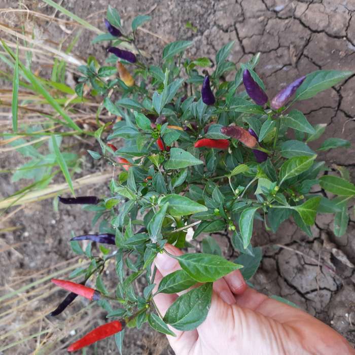 Фотография покупателя товара Семена цветов Перец «Аладдин», декоративный, «Семена Алтая», 0.1 г - Фото 8