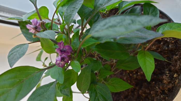 Фотография покупателя товара Семена Перец острый декоративный "Черный жемчуг", F1, 10 шт - Фото 1