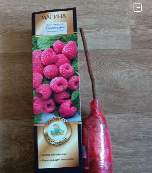 Фотография покупателя товара Малина традиционные сорта "Блэк Джевел ", 1 шт, туба, Весна 2025 - Фото 2