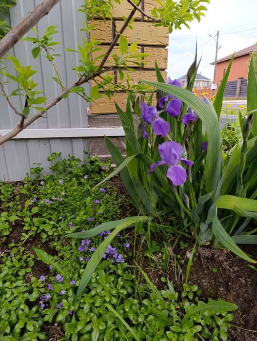 Фотография покупателя товара Семена цветов Обриета "Лазурный берег", ц/п, 0,05 г - Фото 3