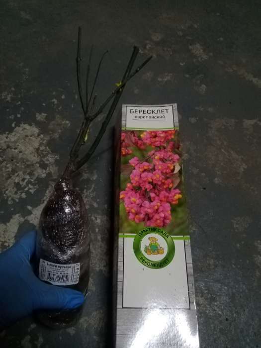 Фотография покупателя товара Бересклет европейский 1 шт., туба Весна 2026 - Фото 1