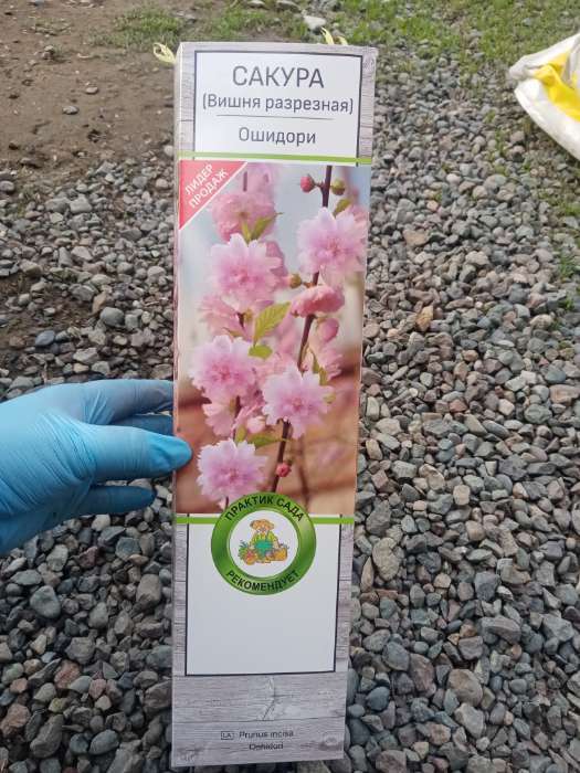 Фотография покупателя товара Сакура (Вишня декоративная) "Ошидори", 1 шт, туба, Весна 2025 - Фото 1