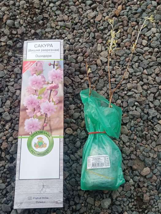 Фотография покупателя товара Сакура (Вишня декоративная) "Ошидори", 1 шт, туба, Весна 2025 - Фото 2