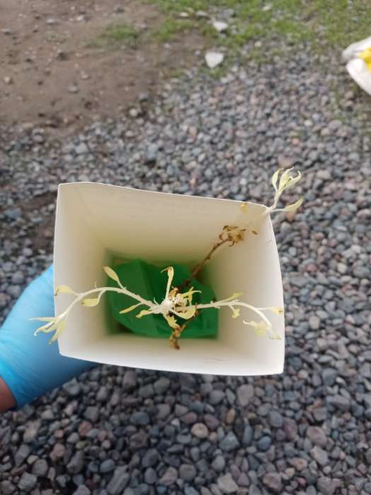 Фотография покупателя товара Сакура (Вишня декоративная) "Ошидори", 1 шт, туба, Весна 2025 - Фото 3