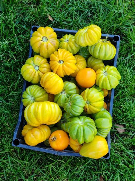 Фотография покупателя товара Семена Томат "Долька Желтая", 0,1 г - Фото 2