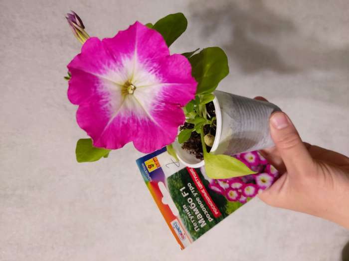 Фотография покупателя товара Семена Цветов Петуния "Мамбо", F1, розовое утро, многоцветковая, пробирка, 7 шт - Фото 12