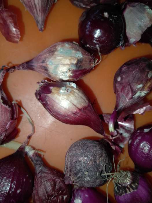 Фотография покупателя товара Лук севок Кармен , р-р 18-21, 1 кг, Весна 2025 - Фото 6