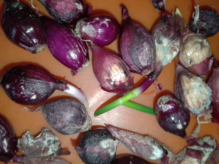 Фотография покупателя товара Лук севок Кармен , р-р 18-21, 1 кг, Весна 2025 - Фото 7